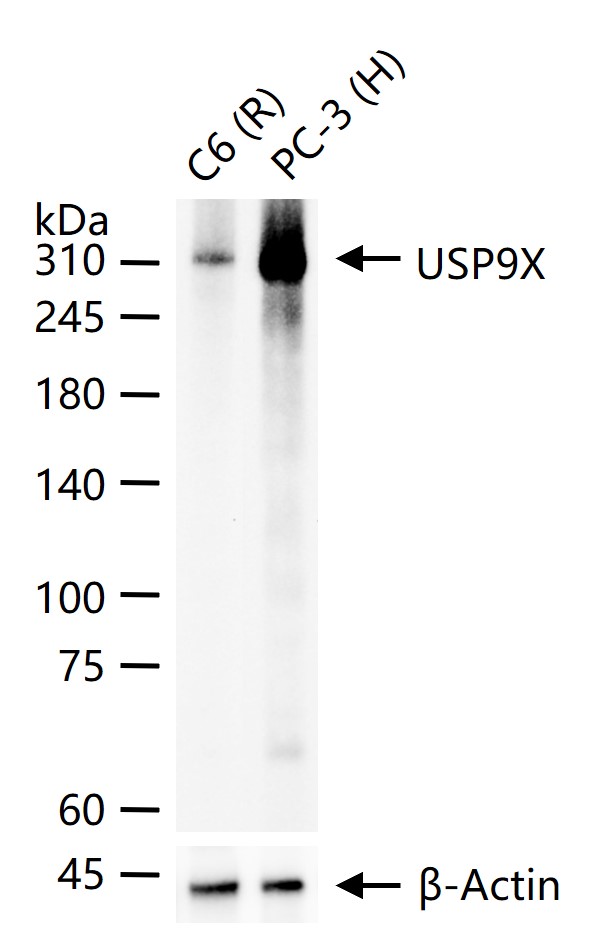 泛素特异性蛋白酶9X重组兔单抗-bsm-61894R