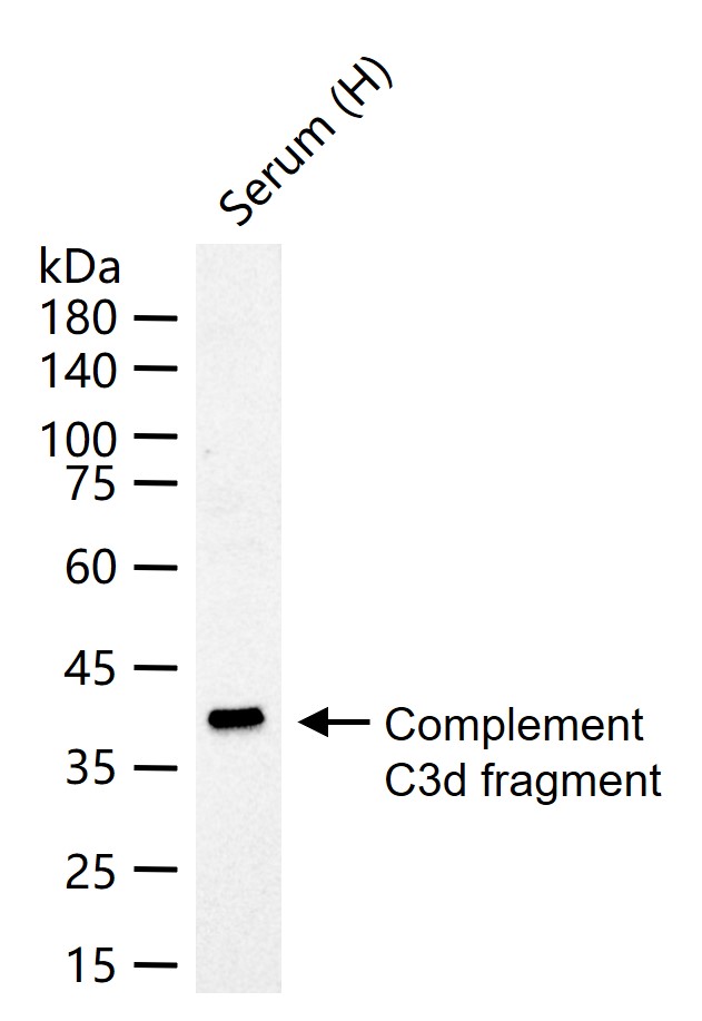 补体C3d片段抗体-bs-4877R