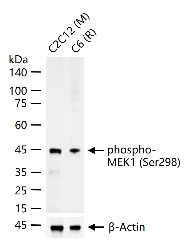 phospho-MEK1 (Ser298) Recombinant Rabbit mAb (一抗) - WB,IHC-P,IHC-F,IF,Flow-Cyt,ICC/IF | Bioss