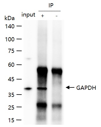 3-磷酸甘油醛脱氢酶（内参）抗体-bs-10900R
