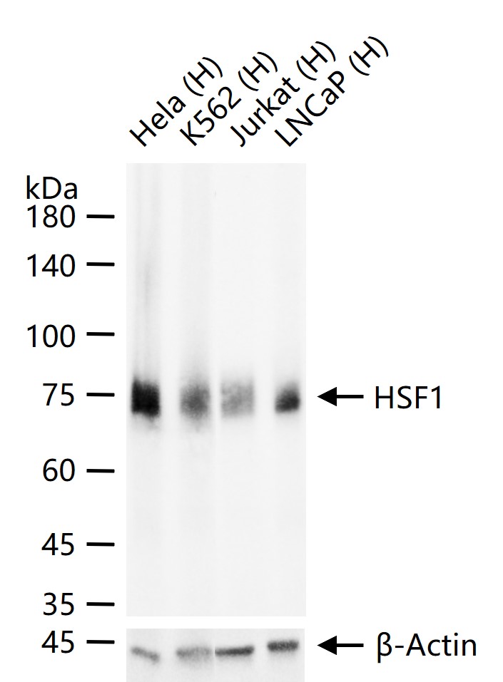 HSF1 Recombinant Rabbit mAb (一抗) - WB,IHC-P,IHC-F,IF,Flow-Cyt,ICC/IF,IP | Bioss