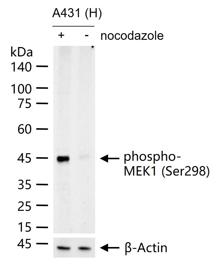 磷酸化丝裂原活化蛋白激酶激酶1重组兔单抗-bsm-52175R