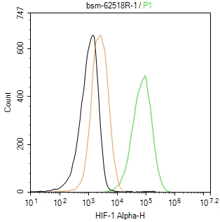 缺氧诱导因子1α /HIF-1α重组兔单抗-bsm-62518R