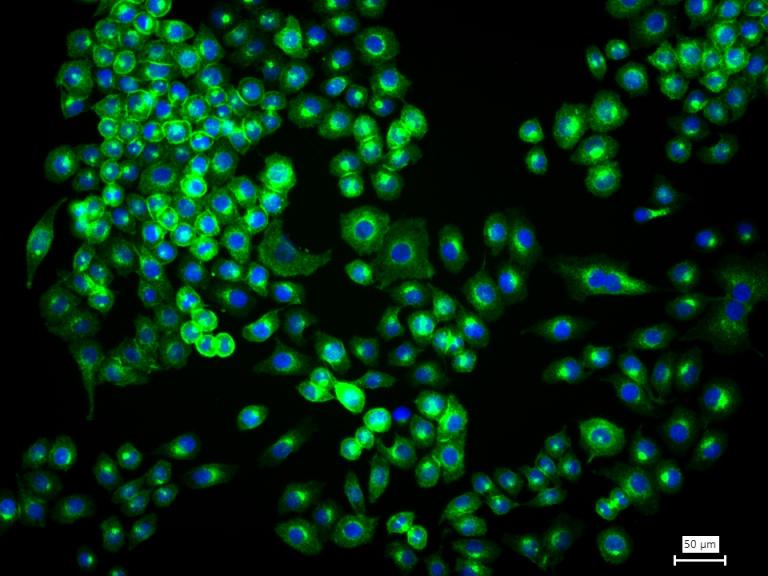 转铁蛋白受体(CD71)单克隆抗体-bsm-43165M