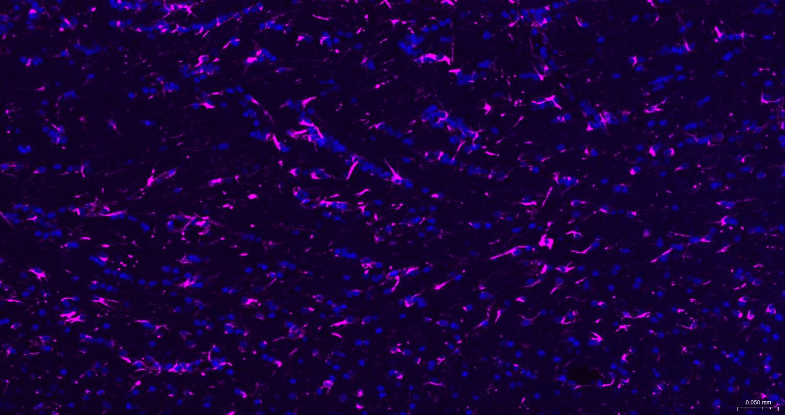 Goat Anti-Rabbit IgG H&L, APC conjugated (标记二抗) - IF,Flow-Cyt | Bioss