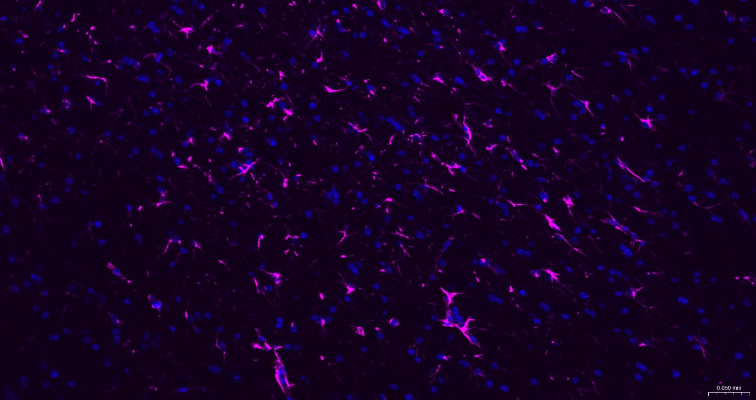 APC标记的羊抗兔IgG H&L-bs-0295G-APC