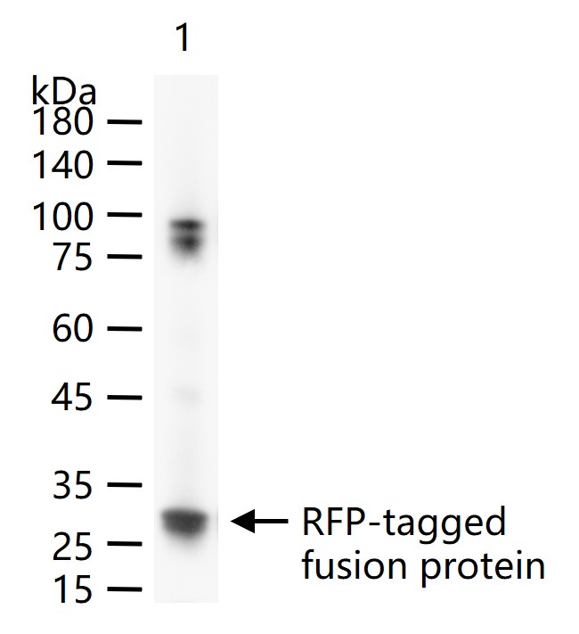 红色荧光蛋白单克隆抗体-bs-33011R