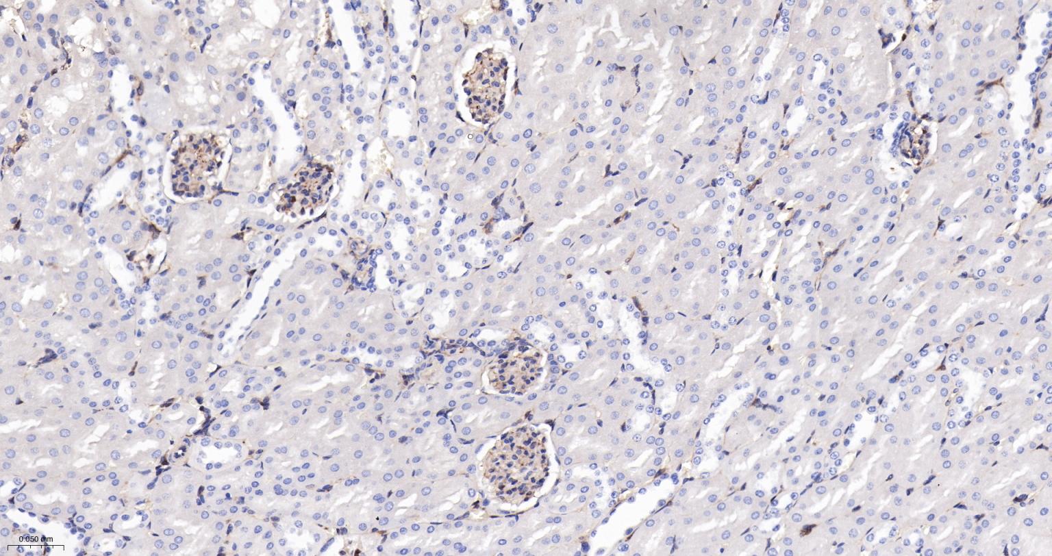 Gasdermin D蛋白重组兔单抗-bsm-55614R