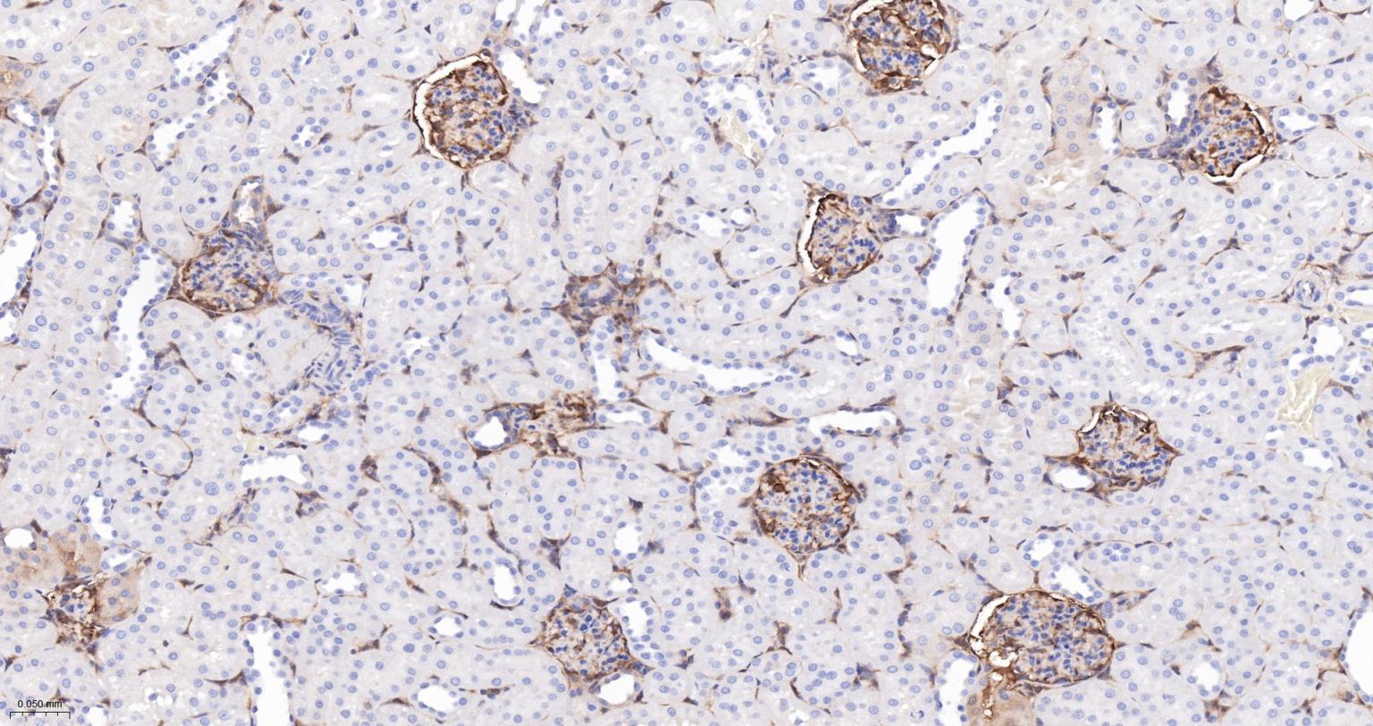 Gasdermin D蛋白重组兔单抗-bsm-55614R
