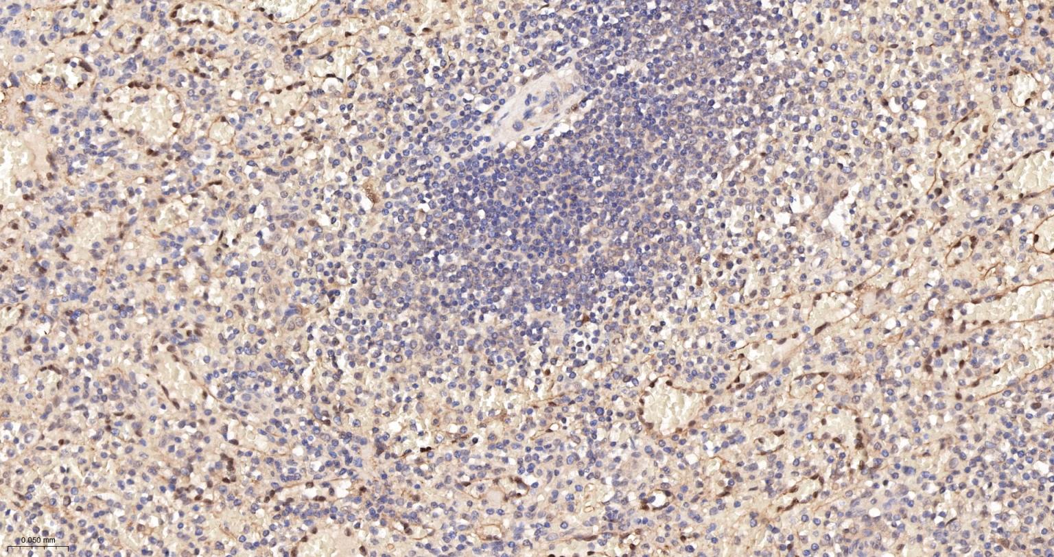 Gasdermin D蛋白重组兔单抗-bsm-55614R