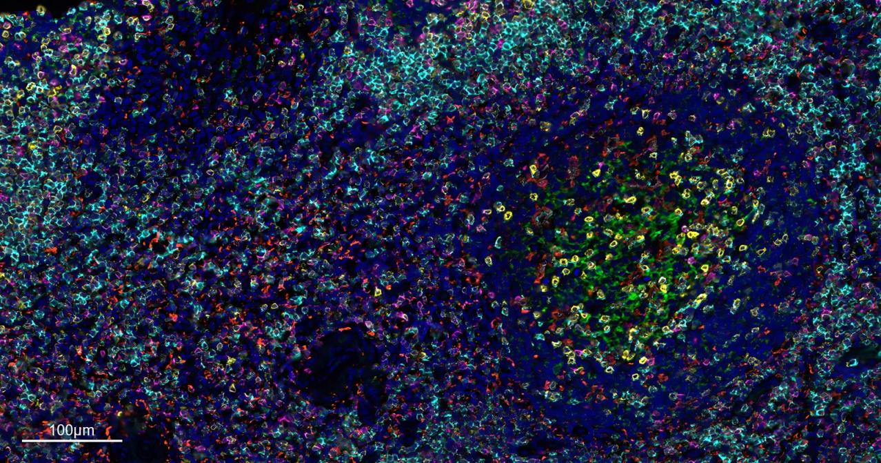 Seven Color mIHC Fluorescence Kit (mIHC试剂盒) | Bioss