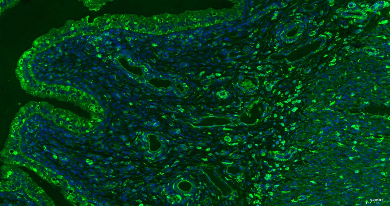 β-肌动蛋白（内参抗体）重组兔单抗-bsm-33032R