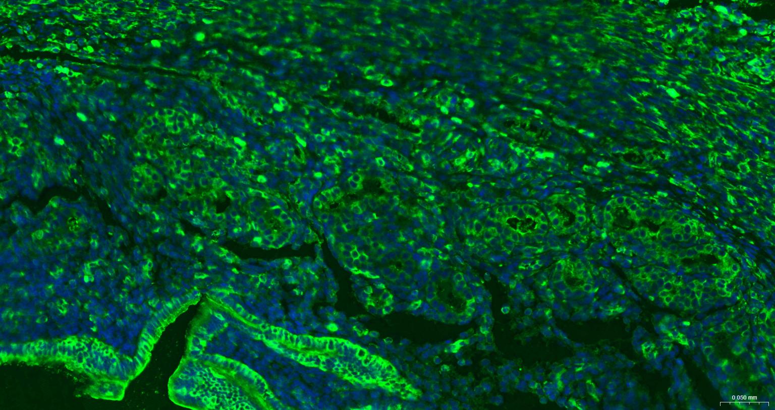 β-肌动蛋白（内参抗体）重组兔单抗-bsm-33032R