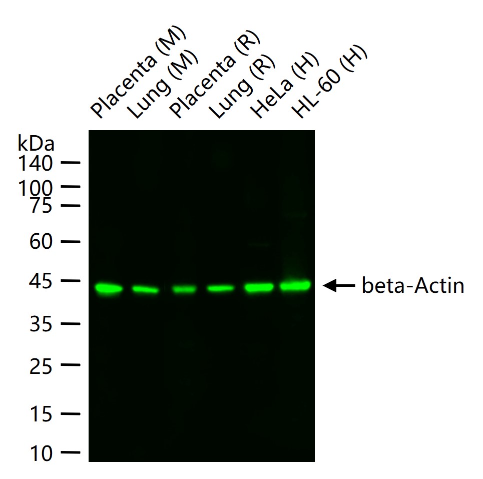 Streptavidin, IRDye 800CW conjugated (标记蛋白质与多肽) - WB | Bioss