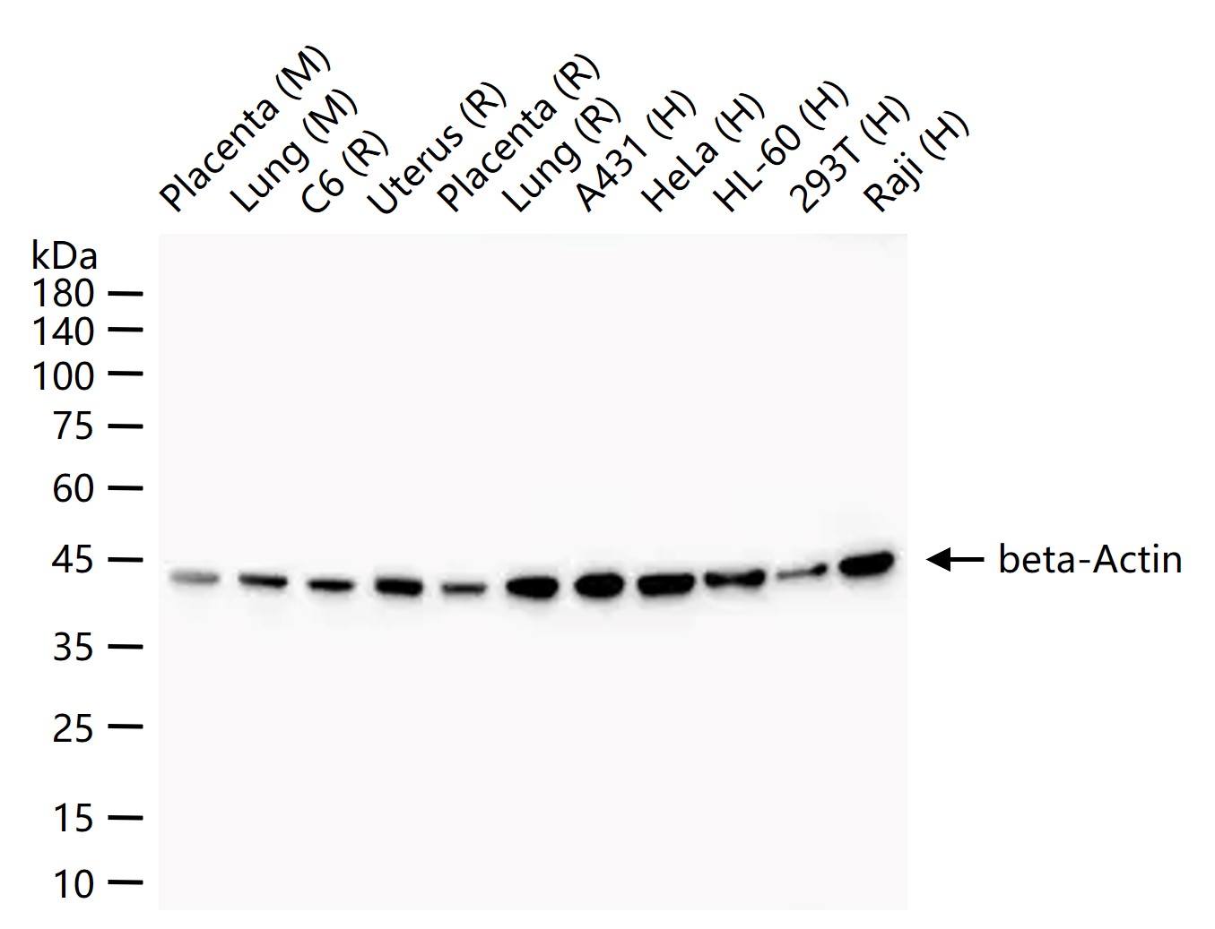 Streptavidin, poly-HRP conjugated (标记蛋白质与多肽) - WB | Bioss