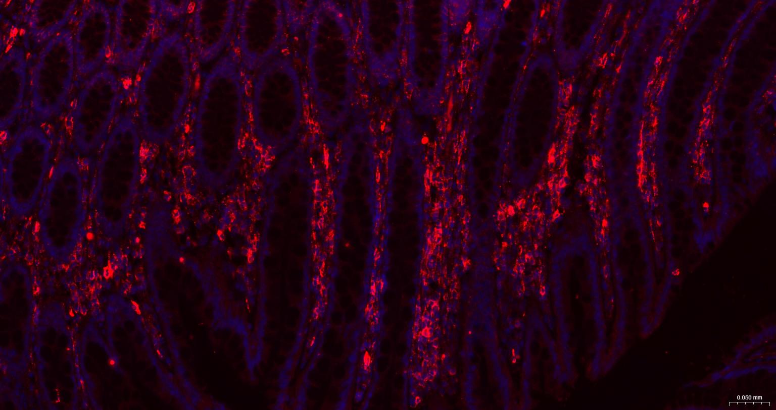 CD44抗体重组兔单抗-bsm-63050R