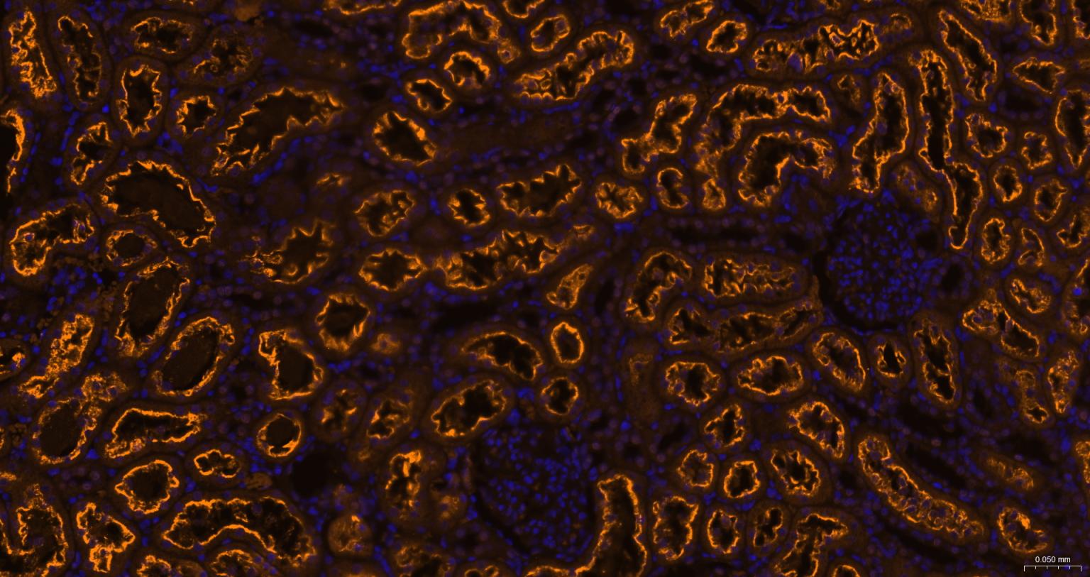 Streptavidin, Cy3 conjugated (标记蛋白质与多肽) - IF | Bioss