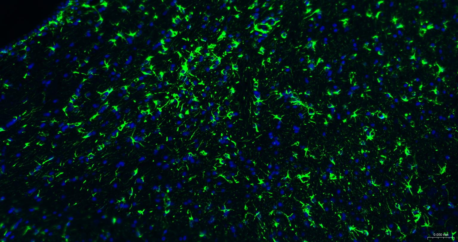 Streptavidin, FITC conjugated (标记蛋白质与多肽) - IF,Flow-Cyt,ICC/IF | Bioss