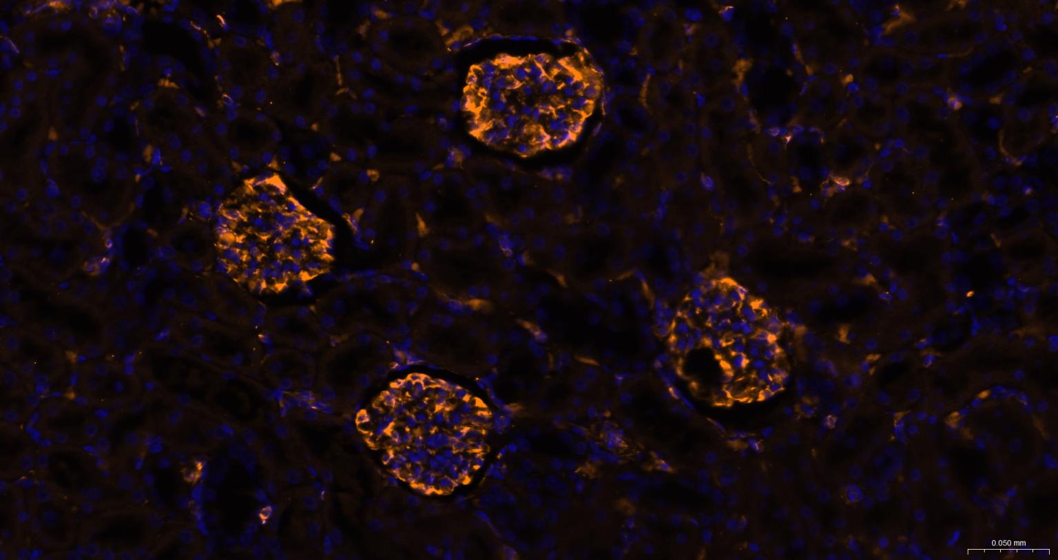 Streptavidin, RBITC conjugated (标记蛋白质与多肽) - IF | Bioss