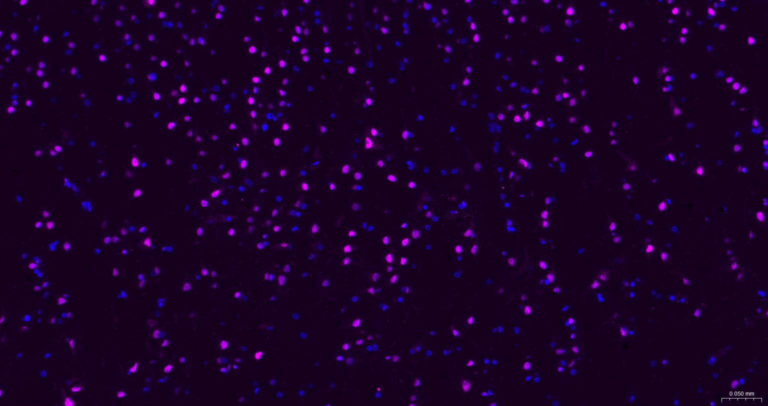 Streptavidin, Cy5 conjugated (标记蛋白质与多肽) - IF,Flow-Cyt | Bioss