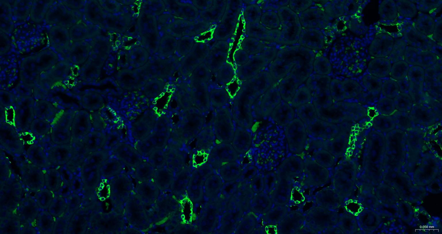 Streptavidin, BF488 conjugated (标记蛋白质与多肽) - IF,Flow-Cyt,ICC/IF | Bioss