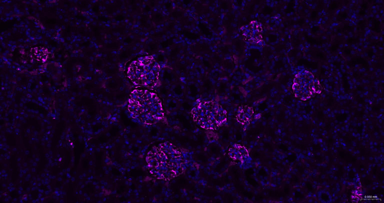 Streptavidin, APC conjugated (标记蛋白质与多肽) - IF,Flow-Cyt | Bioss