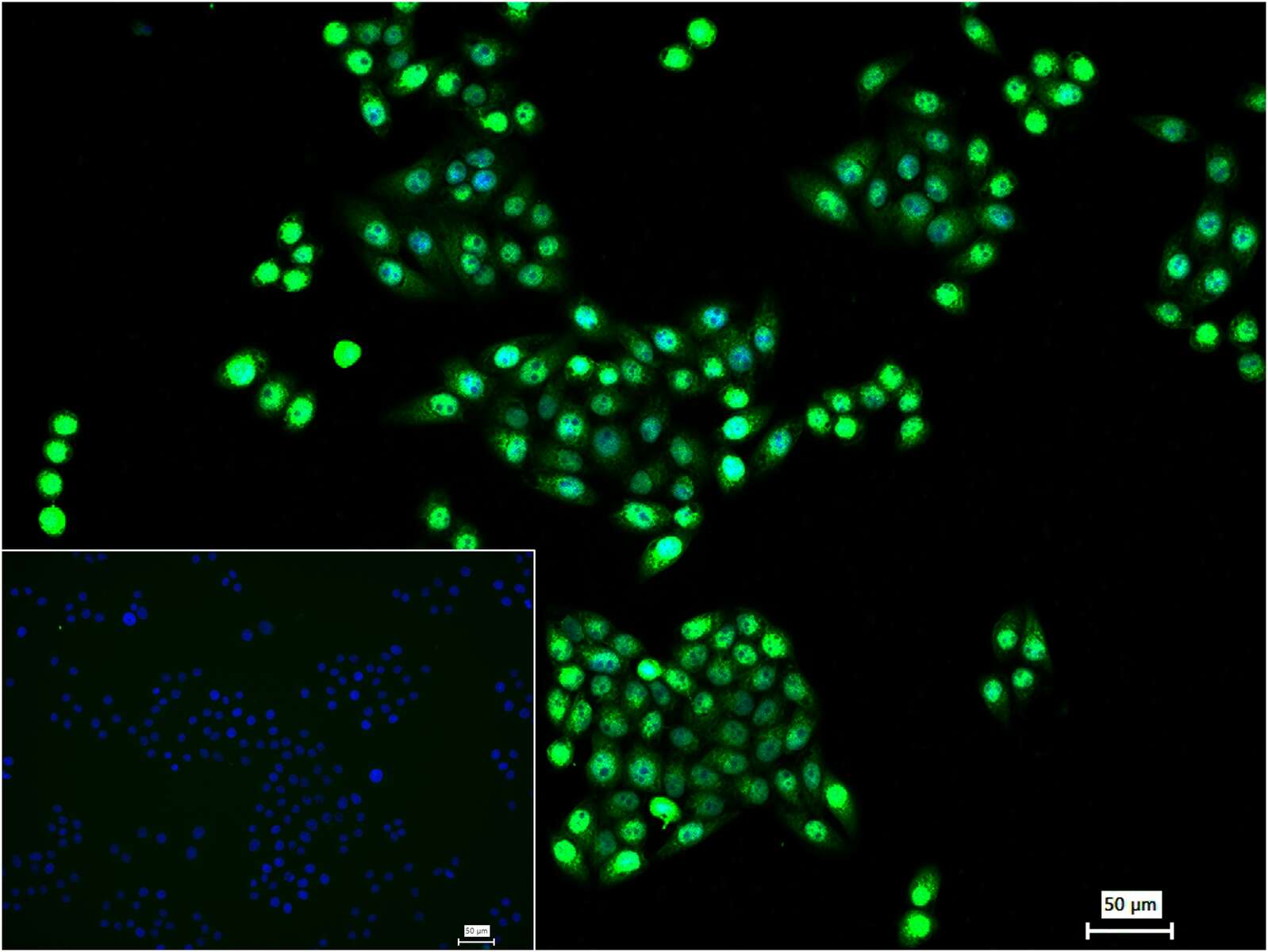 转录因子HES-1重组兔单抗-bsm-52568R