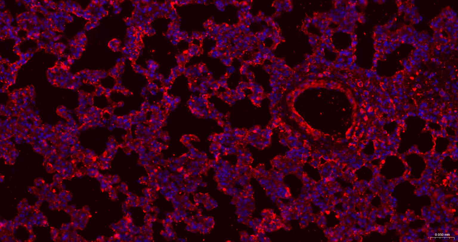 β-肌动蛋白/β-Actin（内参）重组兔单抗-bsm-63325R