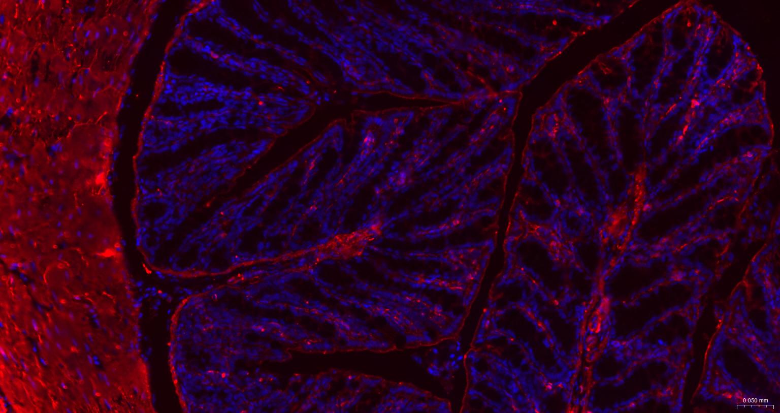 β-肌动蛋白/β-Actin（内参）重组兔单抗-bsm-63325R