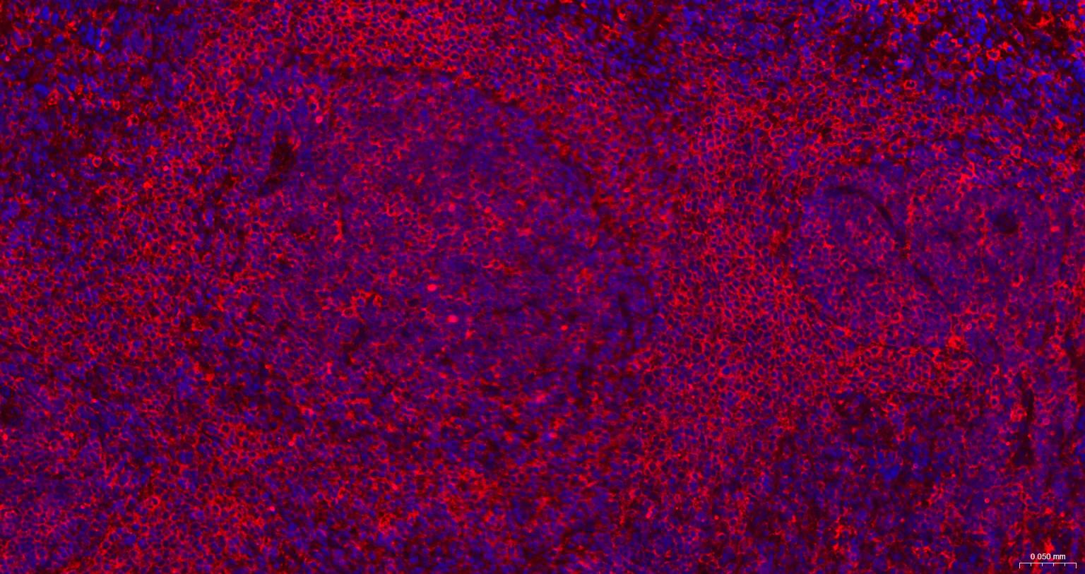 β-肌动蛋白/β-Actin（内参）重组兔单抗-bsm-63325R