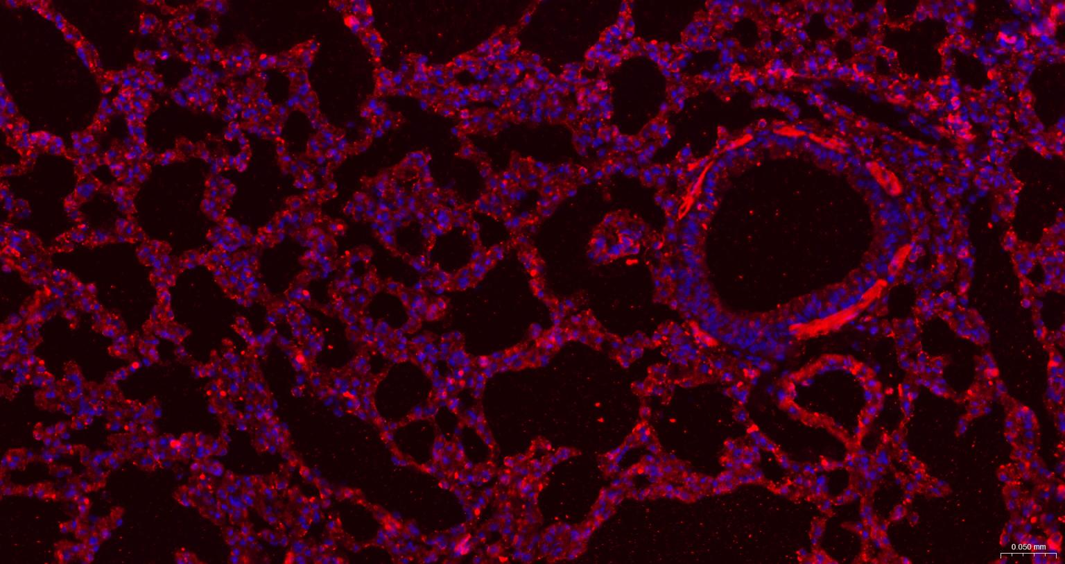 β-肌动蛋白/β-Actin（内参）重组兔单抗-bsm-63325R