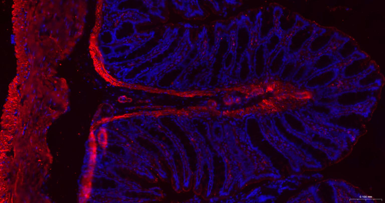 β-肌动蛋白/β-Actin（内参）重组兔单抗-bsm-63325R