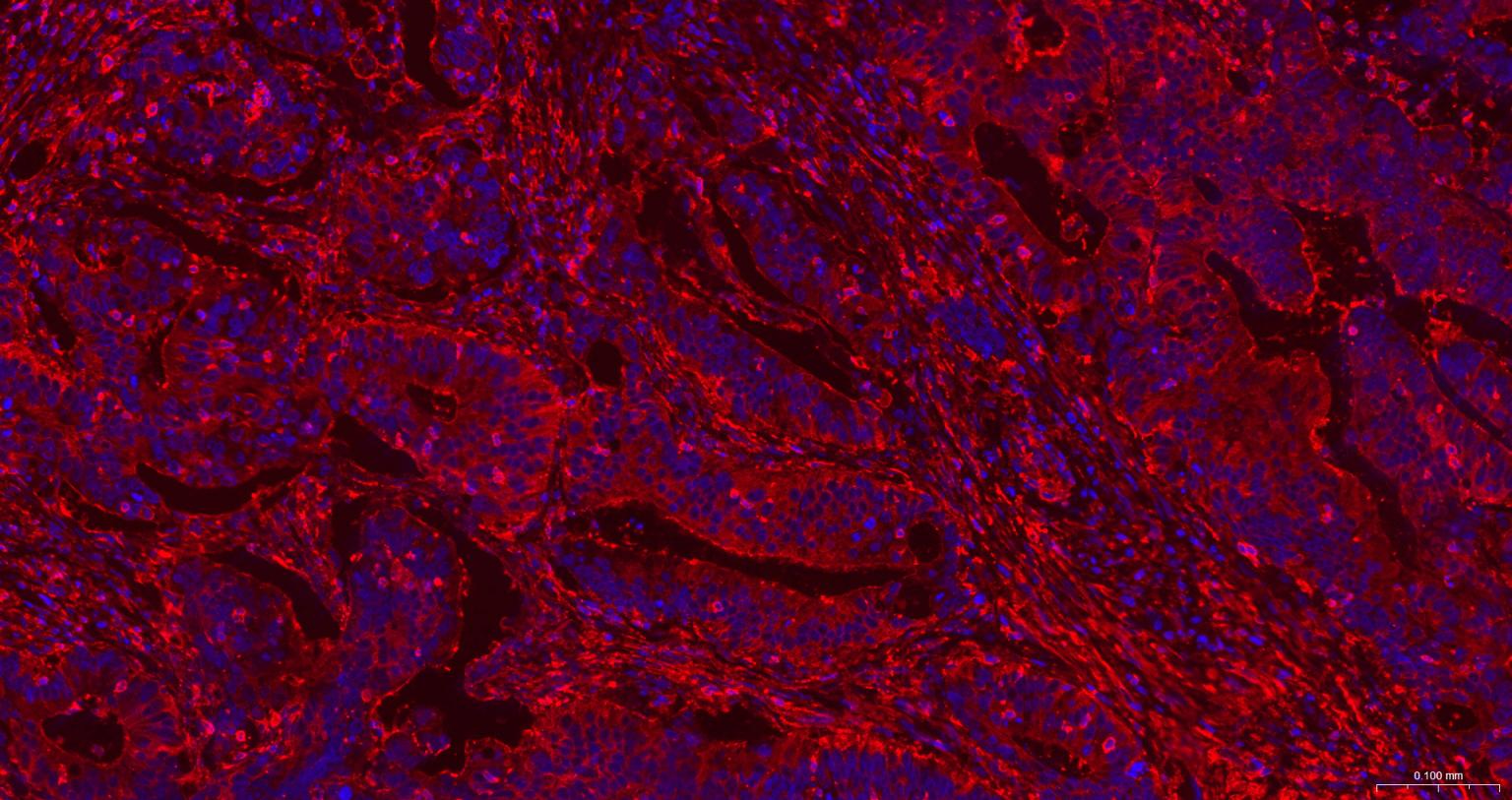 β-肌动蛋白/β-Actin（内参）重组兔单抗-bsm-63325R