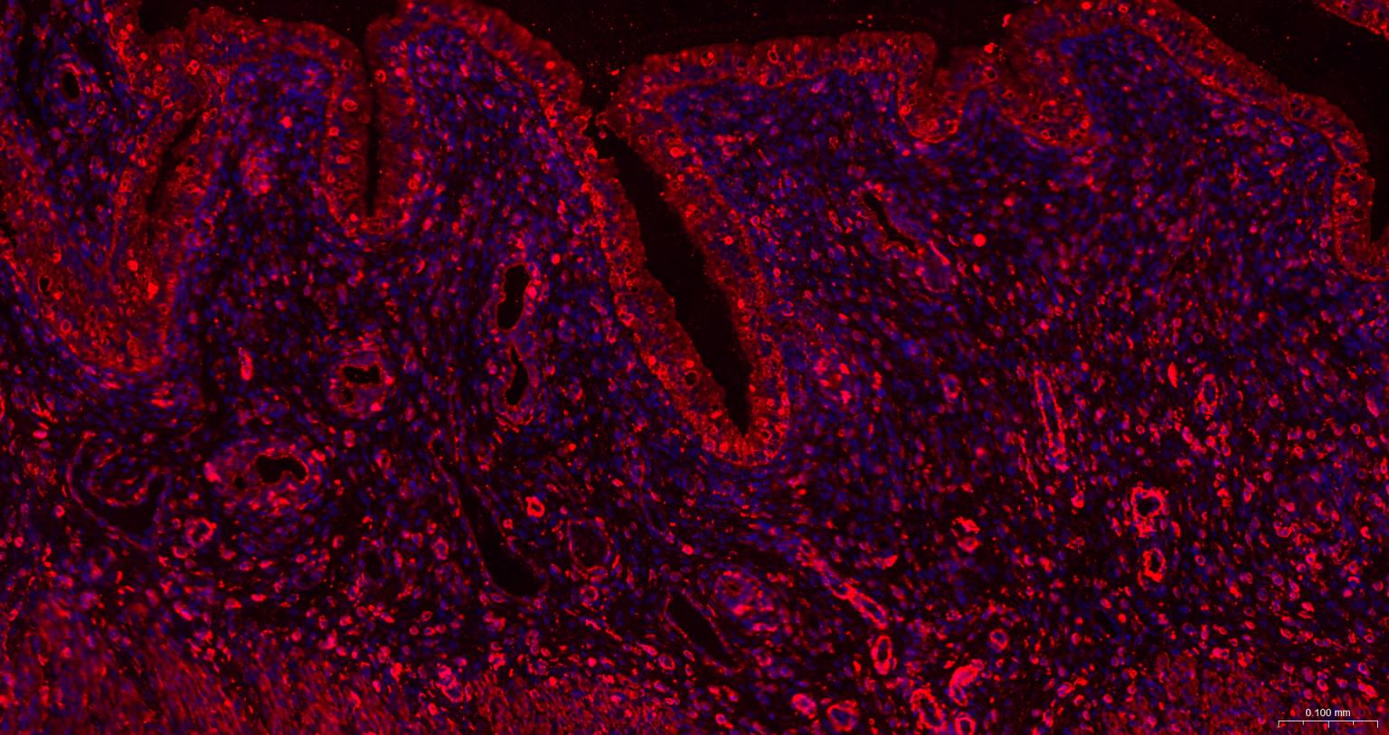 β-肌动蛋白/β-Actin（内参）重组兔单抗-bsm-63325R