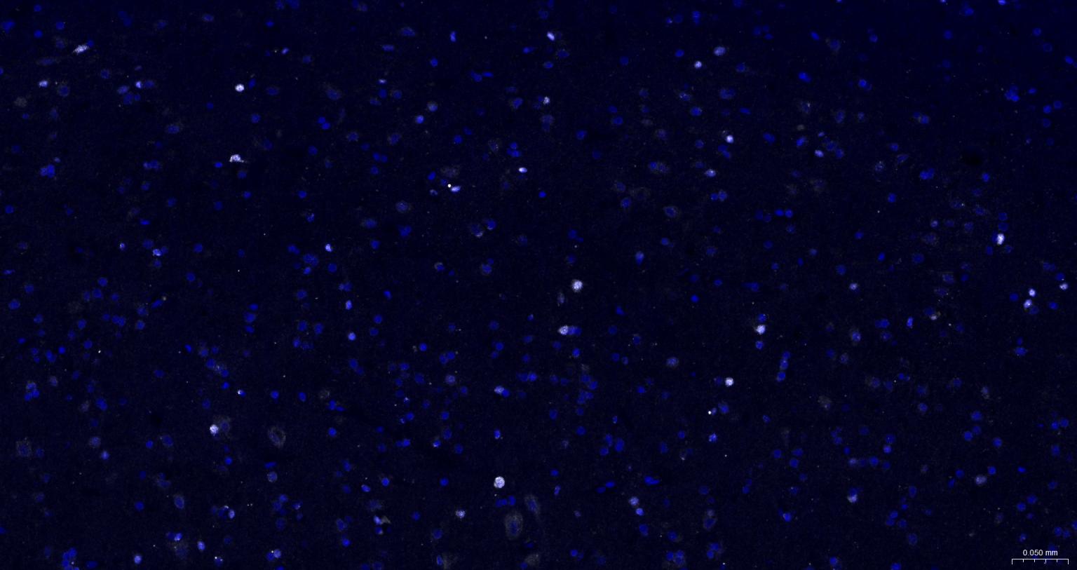 Streptavidin, Cy7 conjugated (标记蛋白质与多肽) - IF | Bioss