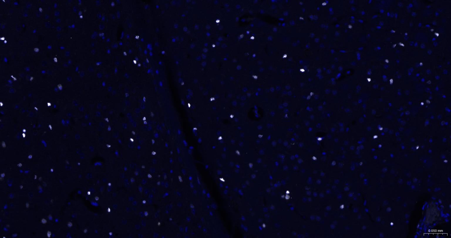 Cy7标记的链霉亲和素-bs-0437P-Cy7