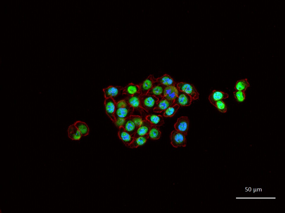 P53 Rabbit pAb (一抗) - WB,ICC/IF | Bioss