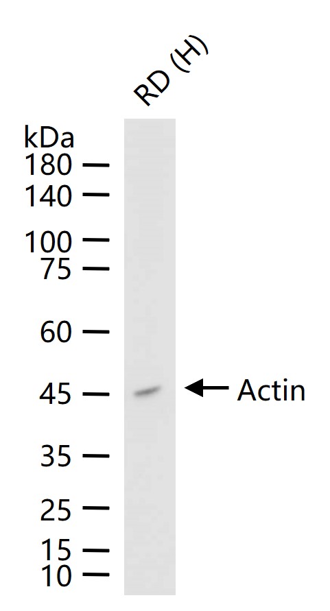 Actin Recombinant Rabbit mAb (一抗) - WB,IHC-P,IHC-F,IF,Flow-Cyt,ICC/IF,IP | Bioss