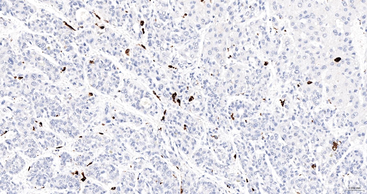 CD68单克隆抗体-bsm-43712M