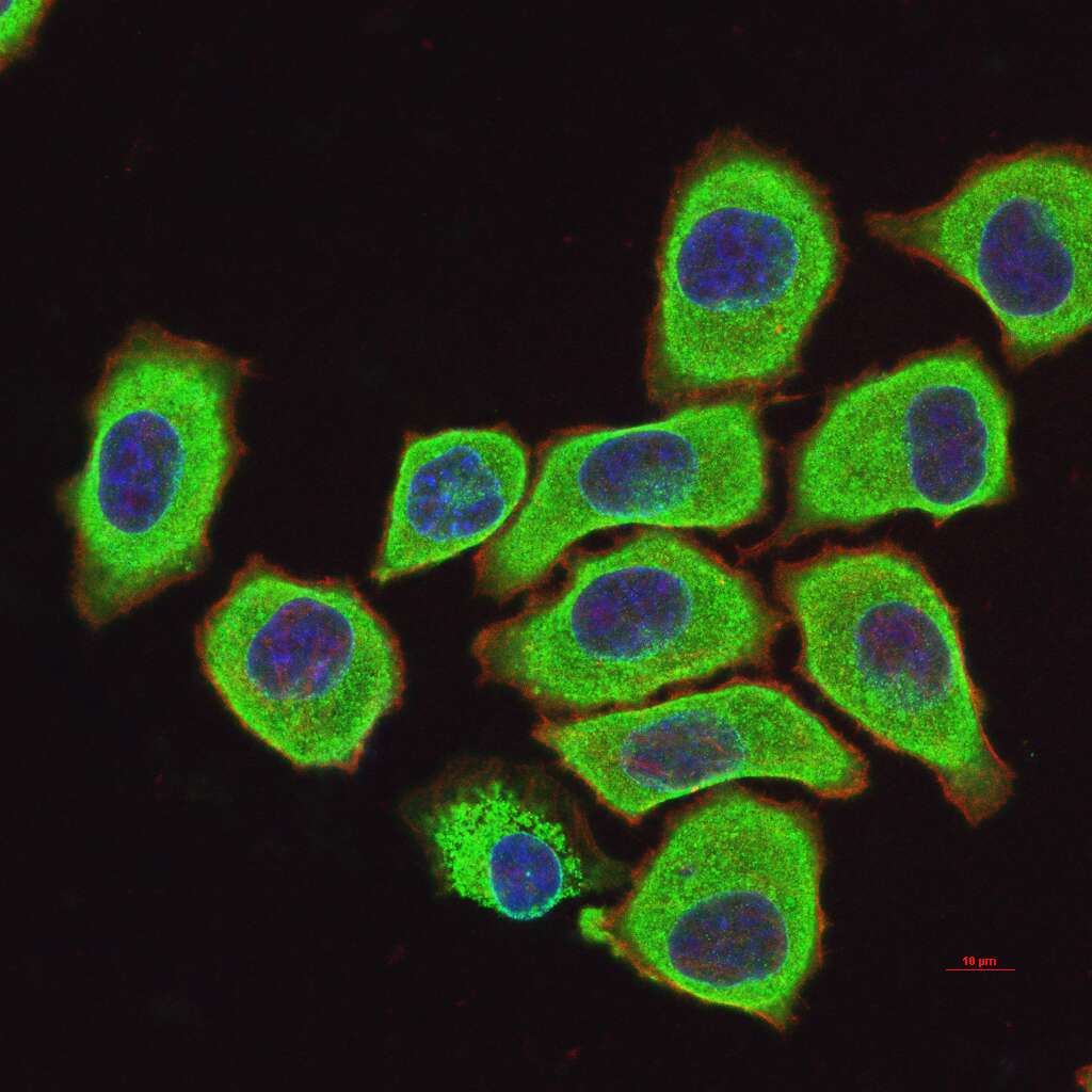 Human Bcl-2 Mouse mAb (一抗) - Flow-Cyt,ICC/IF | Bioss