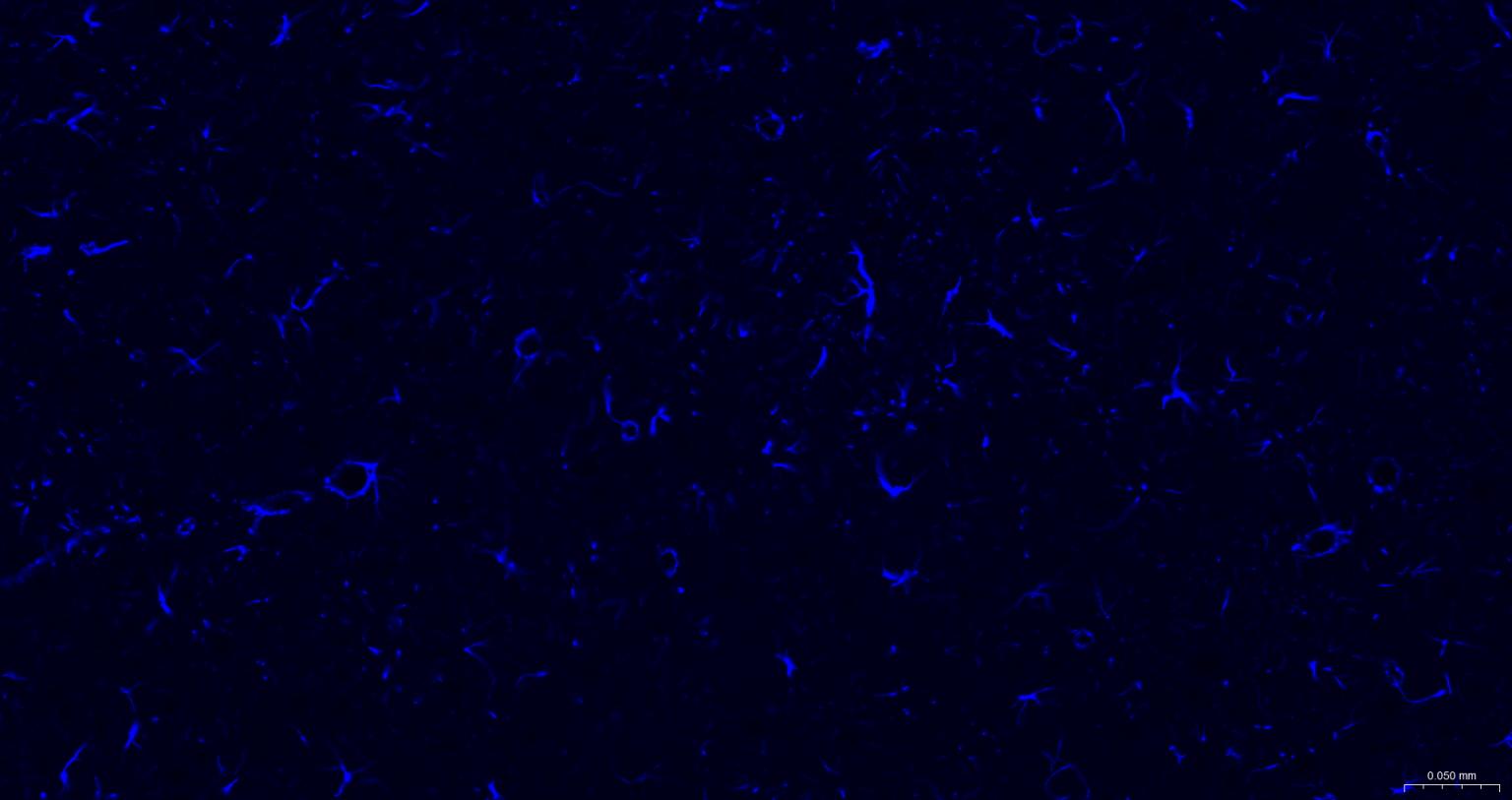 Streptavidin, BF350 conjugated (标记蛋白质与多肽) - IF | Bioss