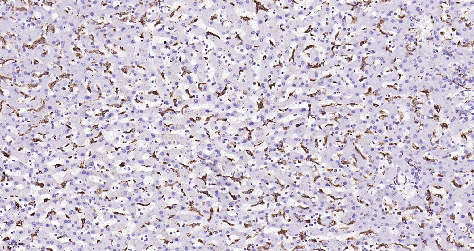 CD68重组兔单抗-bsm-60634R