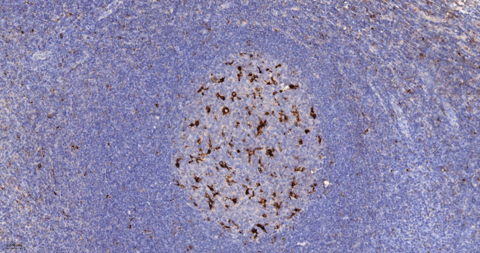 CD68重组兔单抗-bsm-60634R
