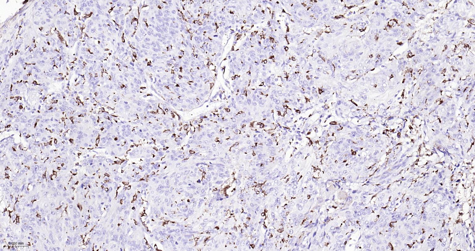 CD68重组兔单抗-bsm-60634R