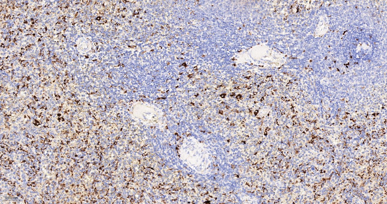 CD68重组兔单抗-bsm-60634R