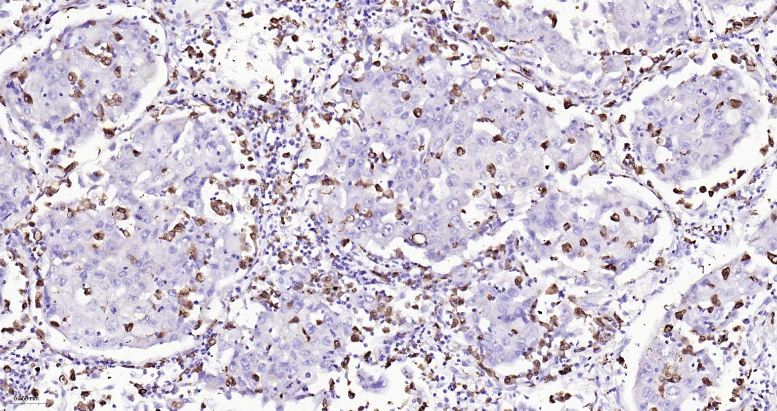 CD68重组兔单抗-bsm-60634R