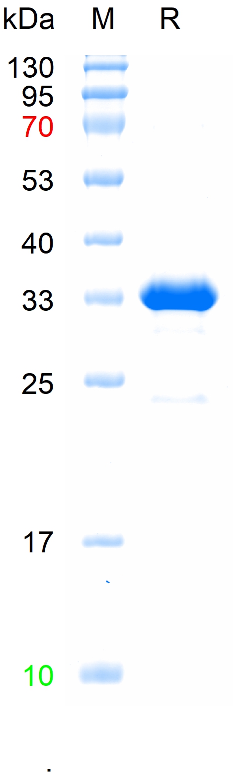 Recombinant Mouse HAMP/Hepcidin Protein, N-GST & C-His (重组蛋白) | Bioss