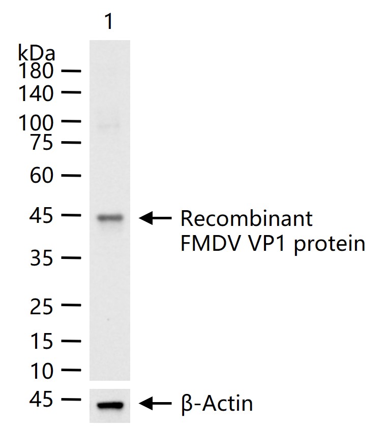FMDV Rabbit pAb (一抗) - WB,ELISA | Bioss