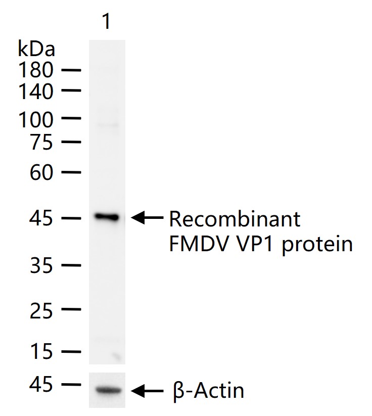 FMDV VP1 Rabbit pAb (一抗) - WB,ELISA | Bioss