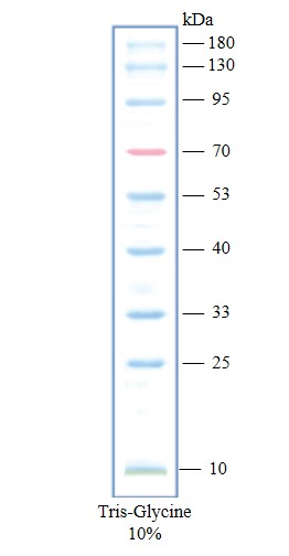彩色预染蛋白marker(10-180kDa)